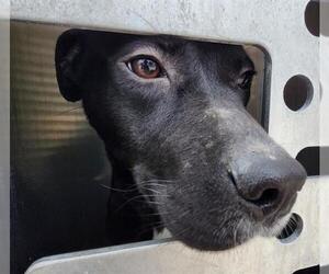 Mutt Dogs for adoption in San Antonio, TX, USA