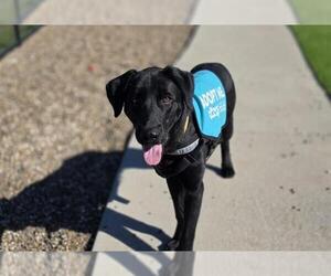 Labrador Retriever-Unknown Mix Dogs for adoption in Corpus Christi, TX, USA