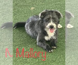 Mutt Dogs for adoption in Pipe Creek, TX, USA