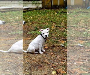 Staffordshire Bull Terrier-Unknown Mix Dogs for adoption in pomfret, CT, USA