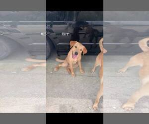 Shepradors Dogs for adoption in Oakhurst, NJ, USA
