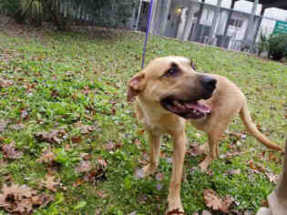 Black Mouth Cur Dogs for adoption in Gainesville, FL, USA
