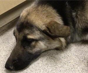 German Shepherd Dog Dogs for adoption in Riverside, CA, USA