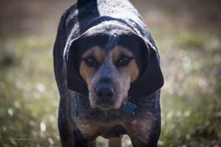 Bluetick Coonhound-Redbone Coonhound Mix Dogs for adoption in Smithfield, VA, USA