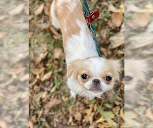 Japanese Chin Dogs for adoption in Flora, IL, USA