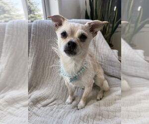 Chihuahua-Unknown Mix Dogs for adoption in Plymouth, MN, USA