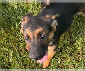 German Shepherd Dog-Unknown Mix Dogs for adoption in Aurora, IN, USA
