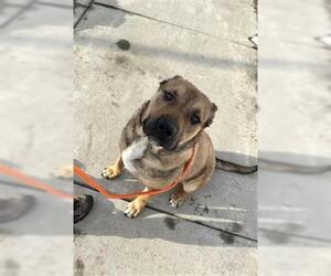 Presa Canario-Unknown Mix Dogs for adoption in Louisville, KY, USA