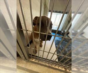 American Pit Bull Terrier-Labrador Retriever Mix Dogs for adoption in Upland, CA, USA