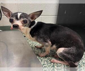 Chihuahua-Unknown Mix Dogs for adoption in Salisbury, NC, USA