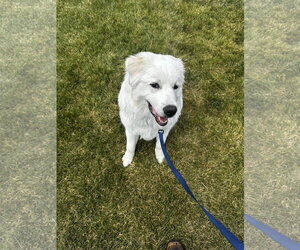 Maremma Sheepdog Dogs for adoption in Bountiful, UT, USA
