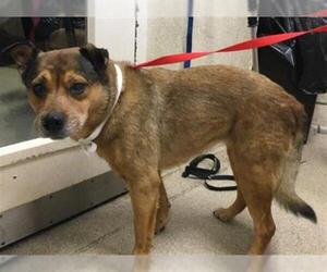 Australian Cattle Dog-Unknown Mix Dogs for adoption in Riverside, CA, USA