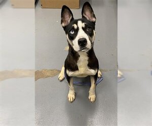 Alaskan Malamute-Unknown Mix Dogs for adoption in Peoria, IL, USA