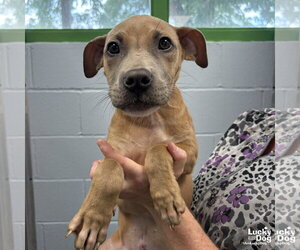 Mutt Dogs for adoption in Washington, DC, USA
