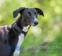 Greyhound Dogs for adoption in Dallas, TX, USA