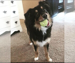 Australian Shepherd-Unknown Mix Dogs for adoption in Chandler, AZ, USA