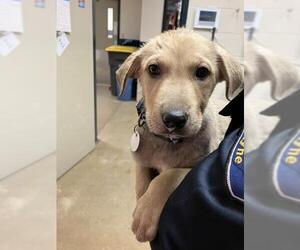 Shepradors Dogs for adoption in Fort Wayne, IN, USA