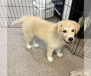 Huskies -Unknown Mix Dogs for adoption in Sanford, FL, USA