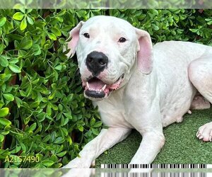 Dogo Argentino Dogs for adoption in West Palm Beach, FL, USA