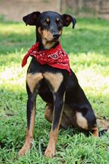 Doberman Pinscher-Unknown Mix Dogs for adoption in Greenville, SC, USA