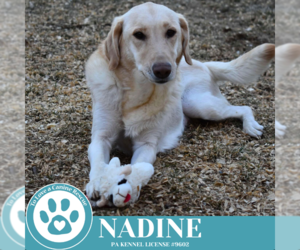 Labrador Retriever-Unknown Mix Dogs for adoption in Kimberton, PA, USA