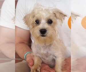 Cairn Terrier-Unknown Mix Dogs for adoption in Carrollton, TX, USA