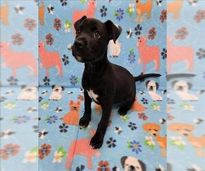 Labrador Retriever-Unknown Mix Dogs for adoption in Grovetown, GA, USA