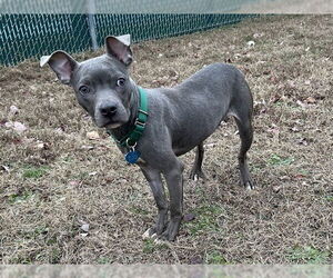 Mutt Dogs for adoption in Springfield, MA, USA