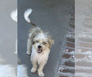 Havanese-Unknown Mix Dogs for adoption in Banning, CA, USA