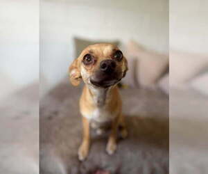 Medium Photo #3 Mutt Puppy For Sale in San Leon, TX, USA