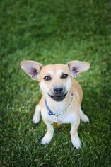 Chi-Corgi Dogs for adoption in Sandy, UT, USA