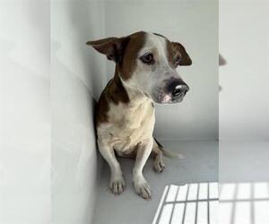 Dachshund-Unknown Mix Dogs for adoption in Houston, TX, USA