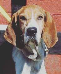 Medium Photo #1 Treeing Walker Coonhound Puppy For Sale in Sweetwater, TN, USA