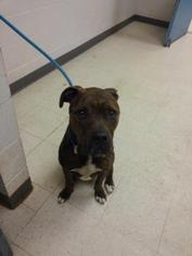 Bullboxer Pit Dogs for adoption in Gulfport, MS, USA