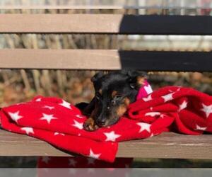 Miniature Pinscher Dogs for adoption in Calverton, NY, USA