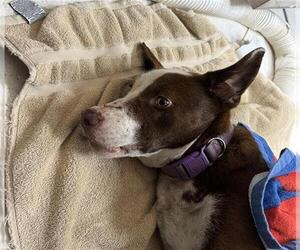 Labrador Retriever-Unknown Mix Dogs for adoption in Conroe, TX, USA