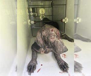 Labrador Retriever-Unknown Mix Dogs for adoption in Houston, TX, USA