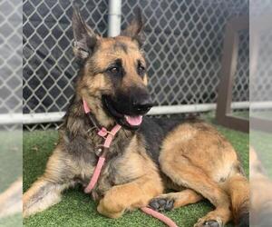 German Shepherd Dog Dogs for adoption in Camarillo, CA, USA