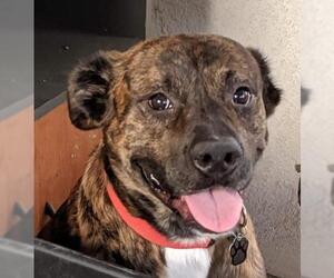 Plott Hound-Unknown Mix Dogs for adoption in Canutillo, TX, USA