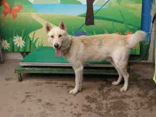 Alaskan Husky Dogs for adoption in Waco, TX, USA