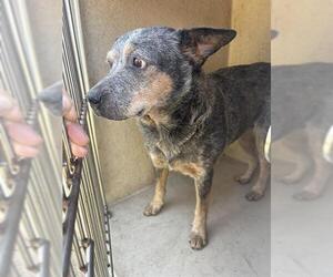 Mutt Dogs for adoption in Oklahoma City, OK, USA