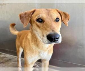 German Shepherd Dog Dogs for adoption in San Bernardino, CA, USA