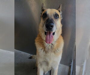 German Shepherd Dog Dogs for adoption in Downey, CA, USA