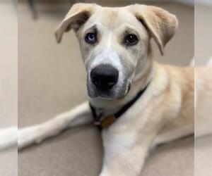 Alaskan Malamute-Labrador Retriever Mix Dogs for adoption in Aurora, CO, USA