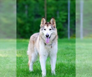 Alaskan Malamute-Huskies  Mix Dogs for adoption in Attica, NY, USA