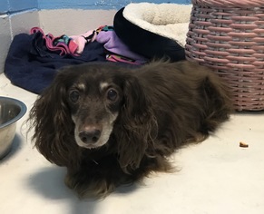 Dachshund Dogs for adoption in Raytown, MO, USA