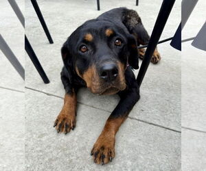Rottweiler Dogs for adoption in New Albany, OH, USA