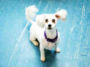 Poochon Dogs for adoption in Hampton Bays, NY, USA