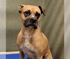 Boxer-Unknown Mix Dogs for adoption in Downey, CA, USA