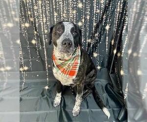 Labrador Retriever-Unknown Mix Dogs for adoption in Tulsa, OK, USA